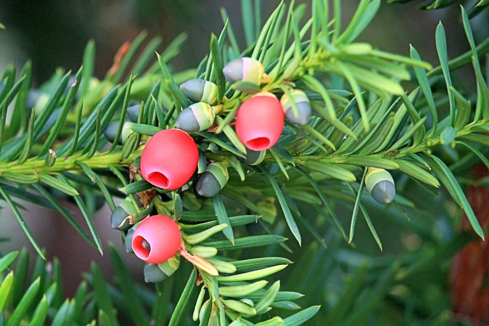 Canon EF-S 55-250mm F4-5.6 IS STM sample photo. Yew, conifer, needle branch photography