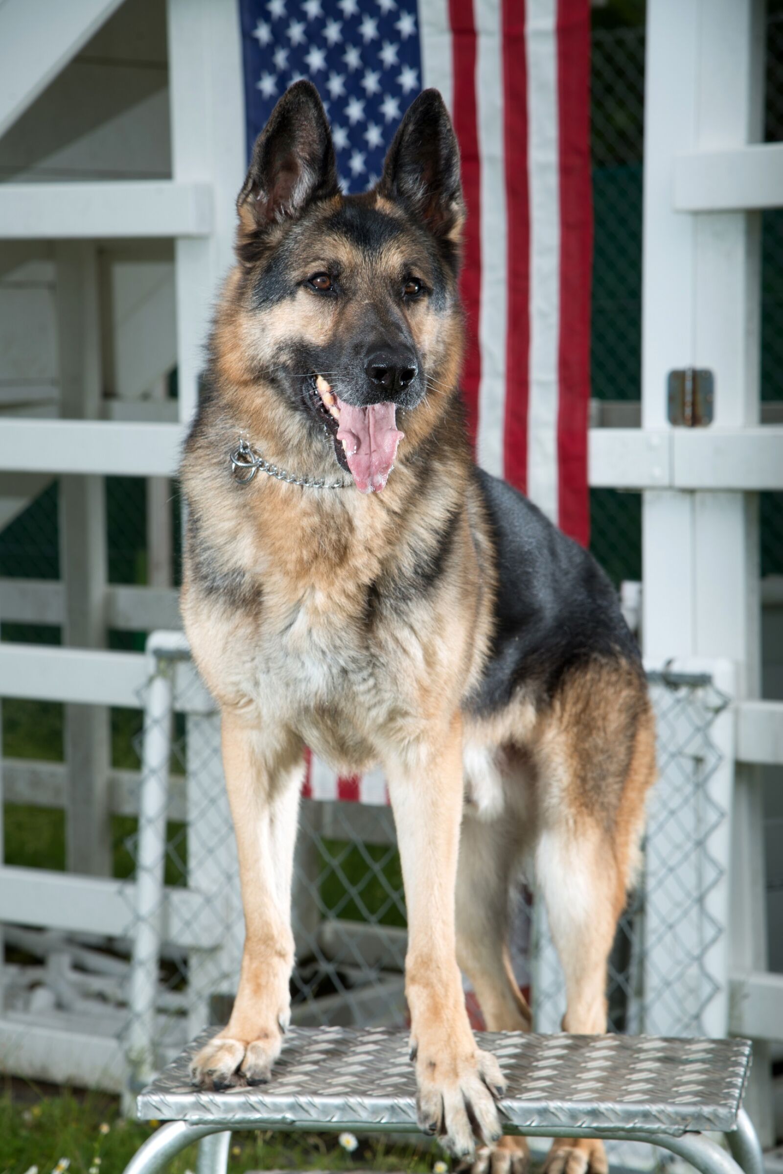 Nikon D800 sample photo. German shepherd, dog, military photography