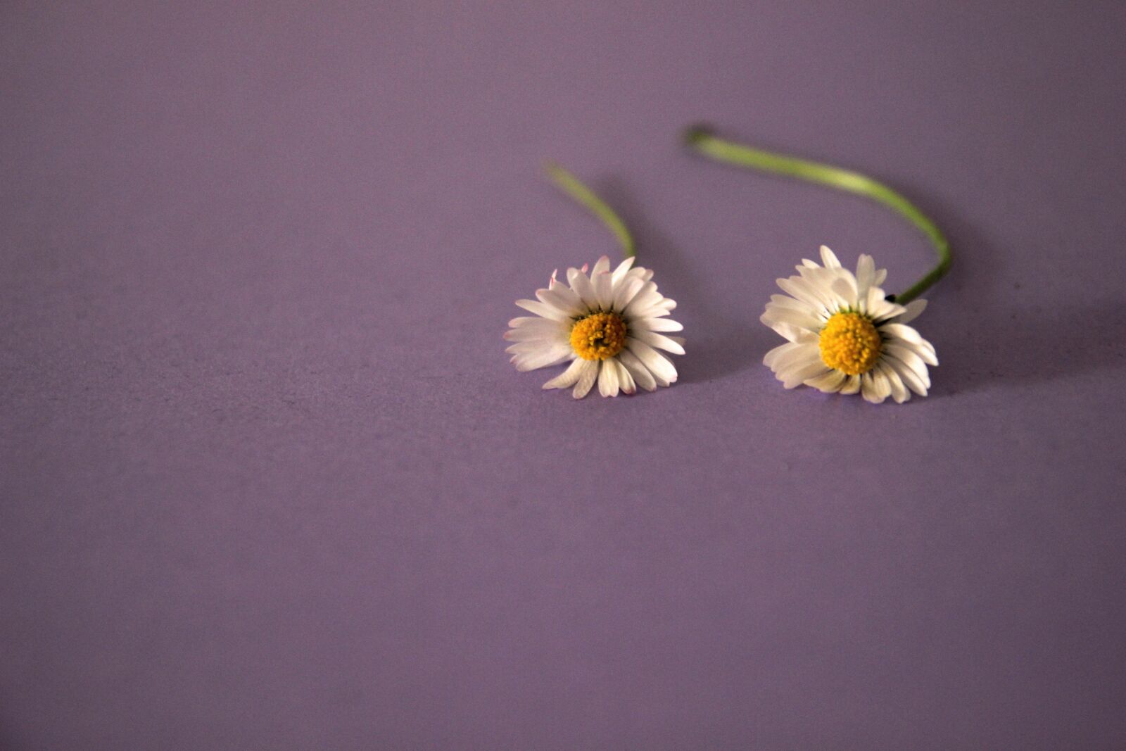 Canon EOS 600D (Rebel EOS T3i / EOS Kiss X5) sample photo. Daisy, violet, flower photography
