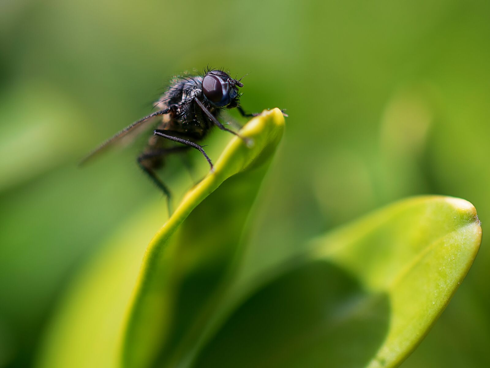 Nikon D3300 sample photo. Fly, insect, nature photography