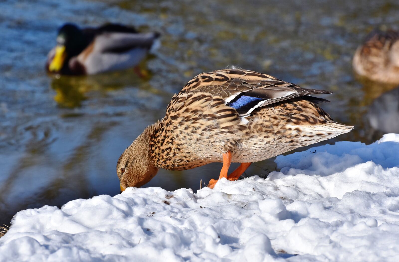Nikon D7200 sample photo. Duck, drake, water bird photography