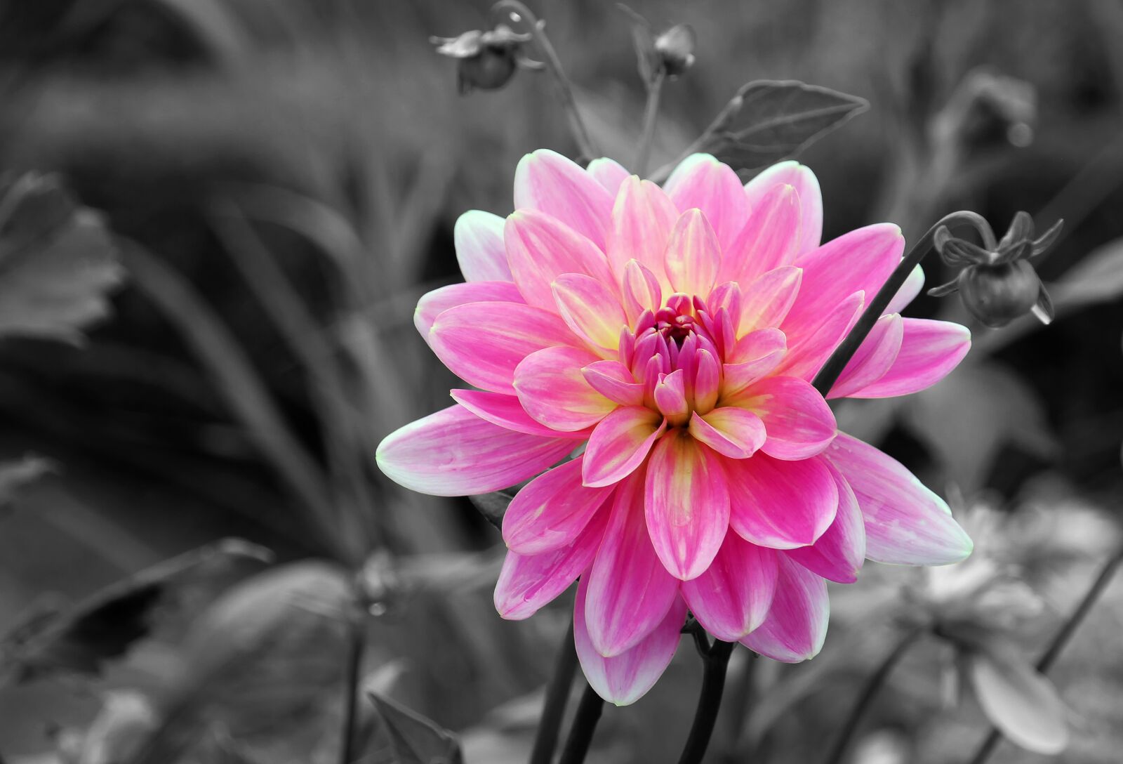 Canon EOS 700D (EOS Rebel T5i / EOS Kiss X7i) sample photo. Flower, dahlias, dahlia garden photography