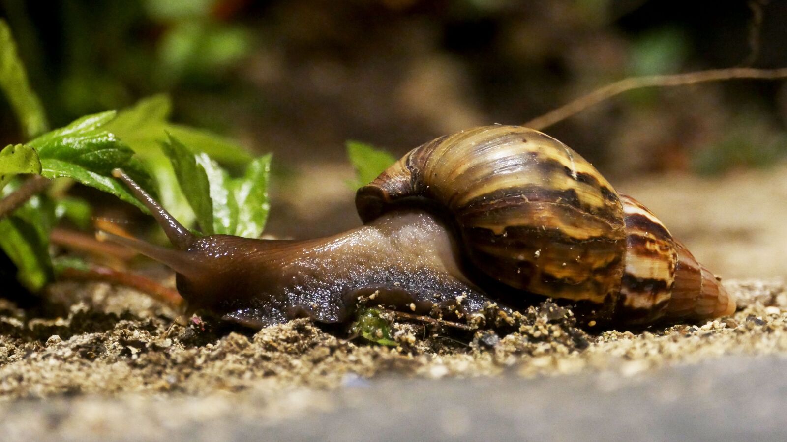 Panasonic Lumix DMC-GH4 sample photo. Snail, house, animal photography