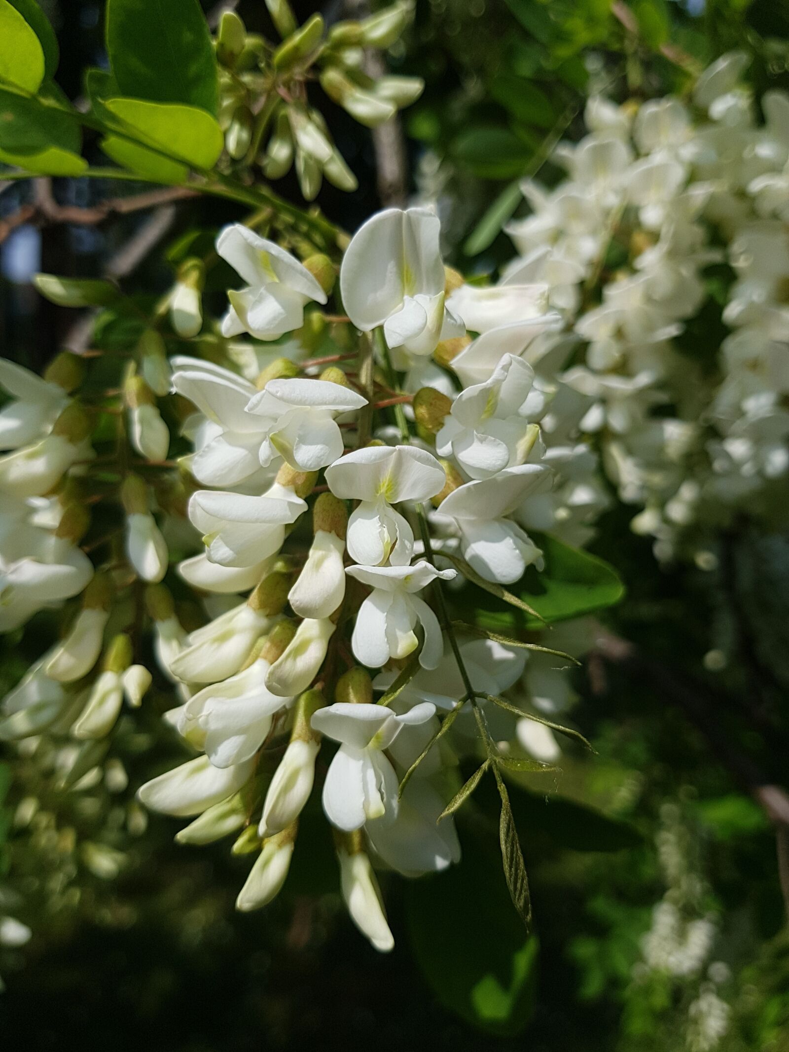 Samsung Galaxy S7 Edge sample photo. Flower plant, nature, plant photography
