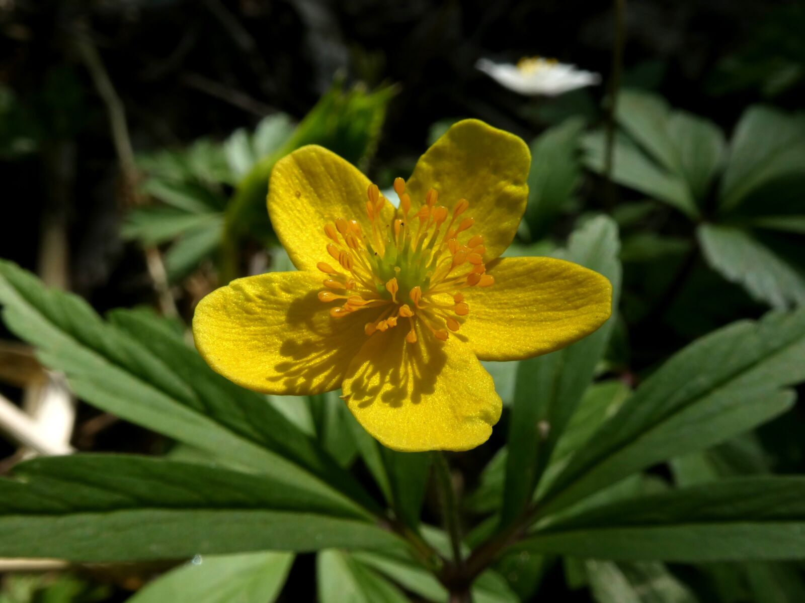 Panasonic DC-TZ91 sample photo. Flower, yellow, caltha palustris photography