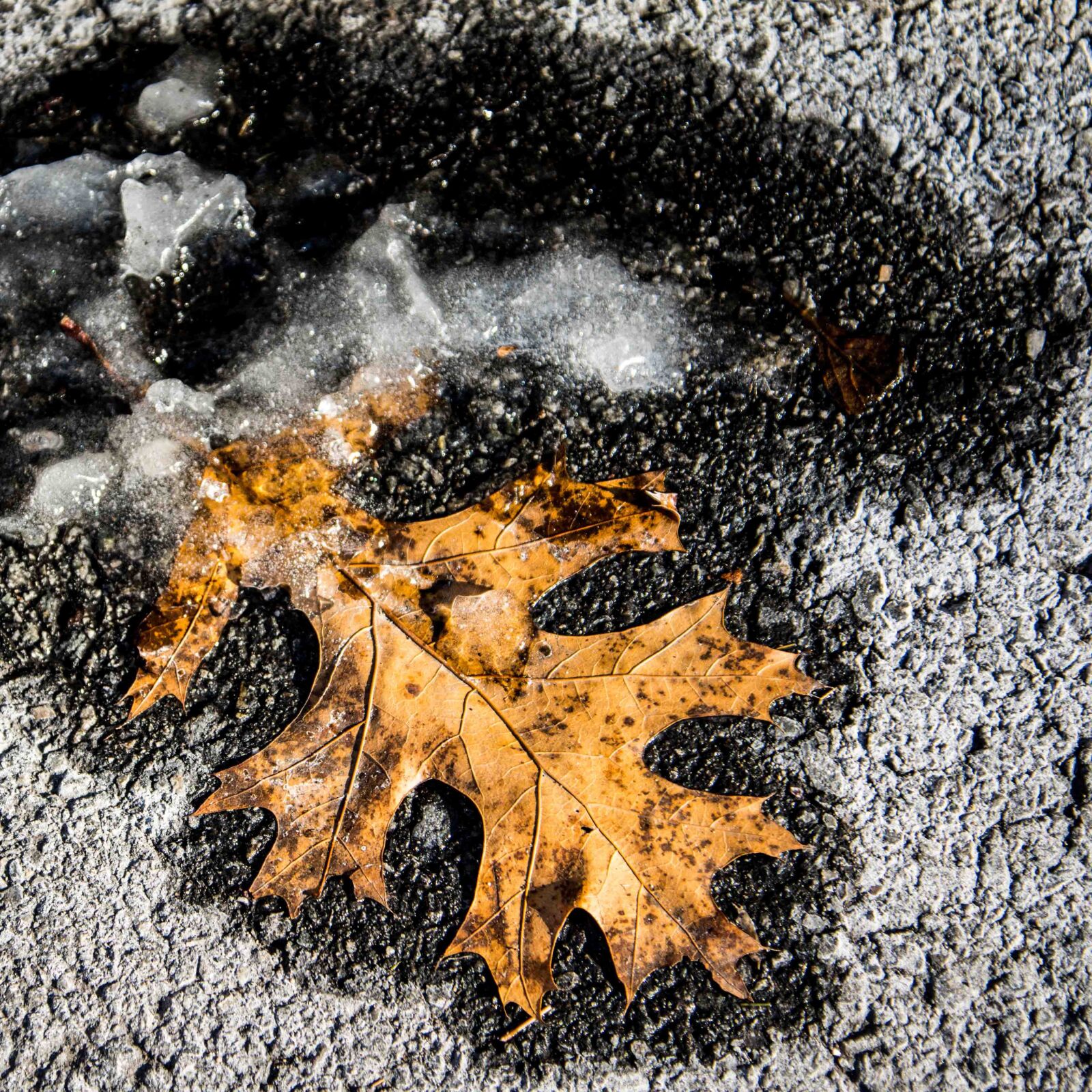 Nikon D7100 sample photo. Frozen, winter, boston photography