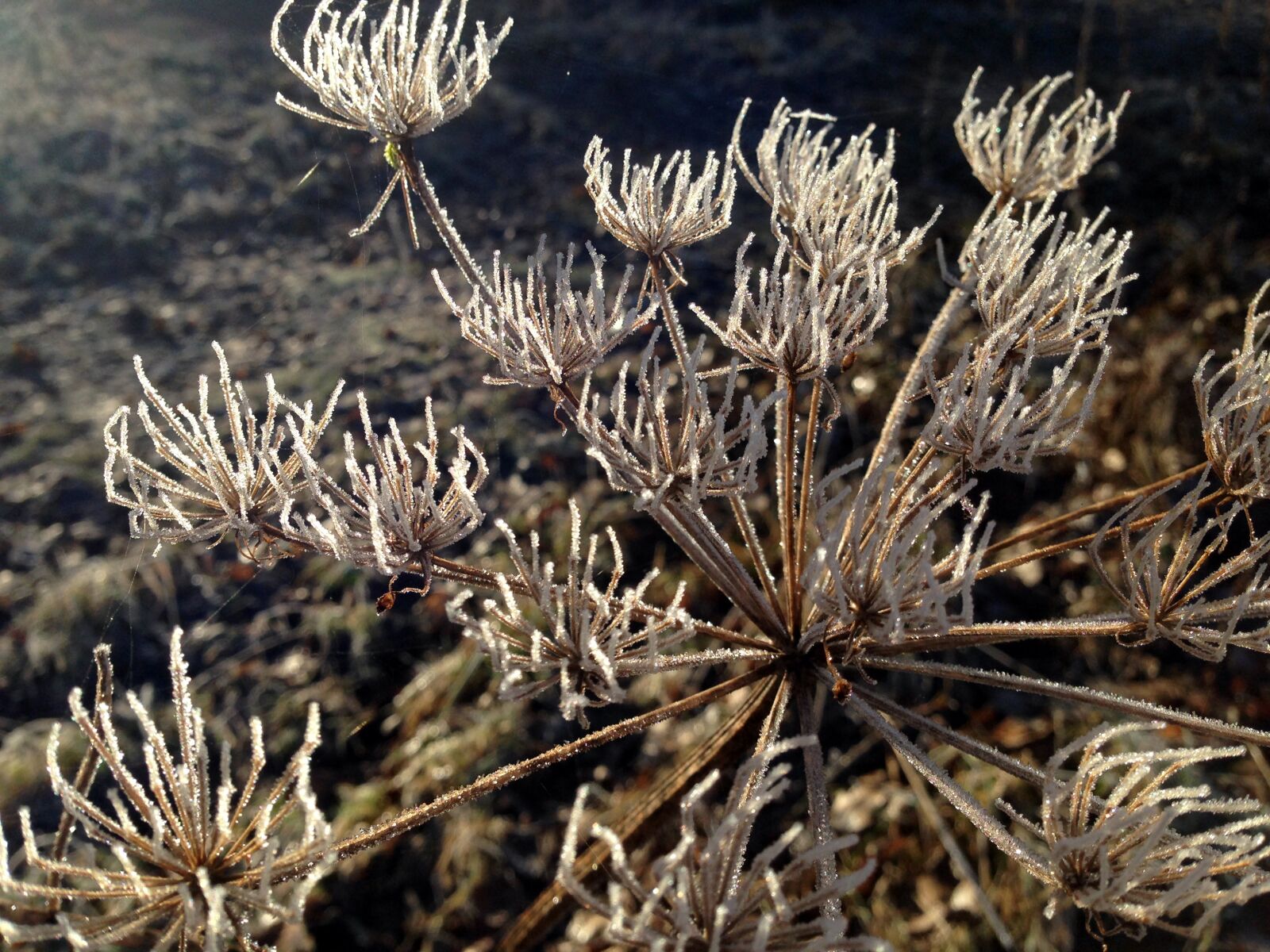 iPhone 5 back camera 4.12mm f/2.4 sample photo. Plant, flower, frost photography
