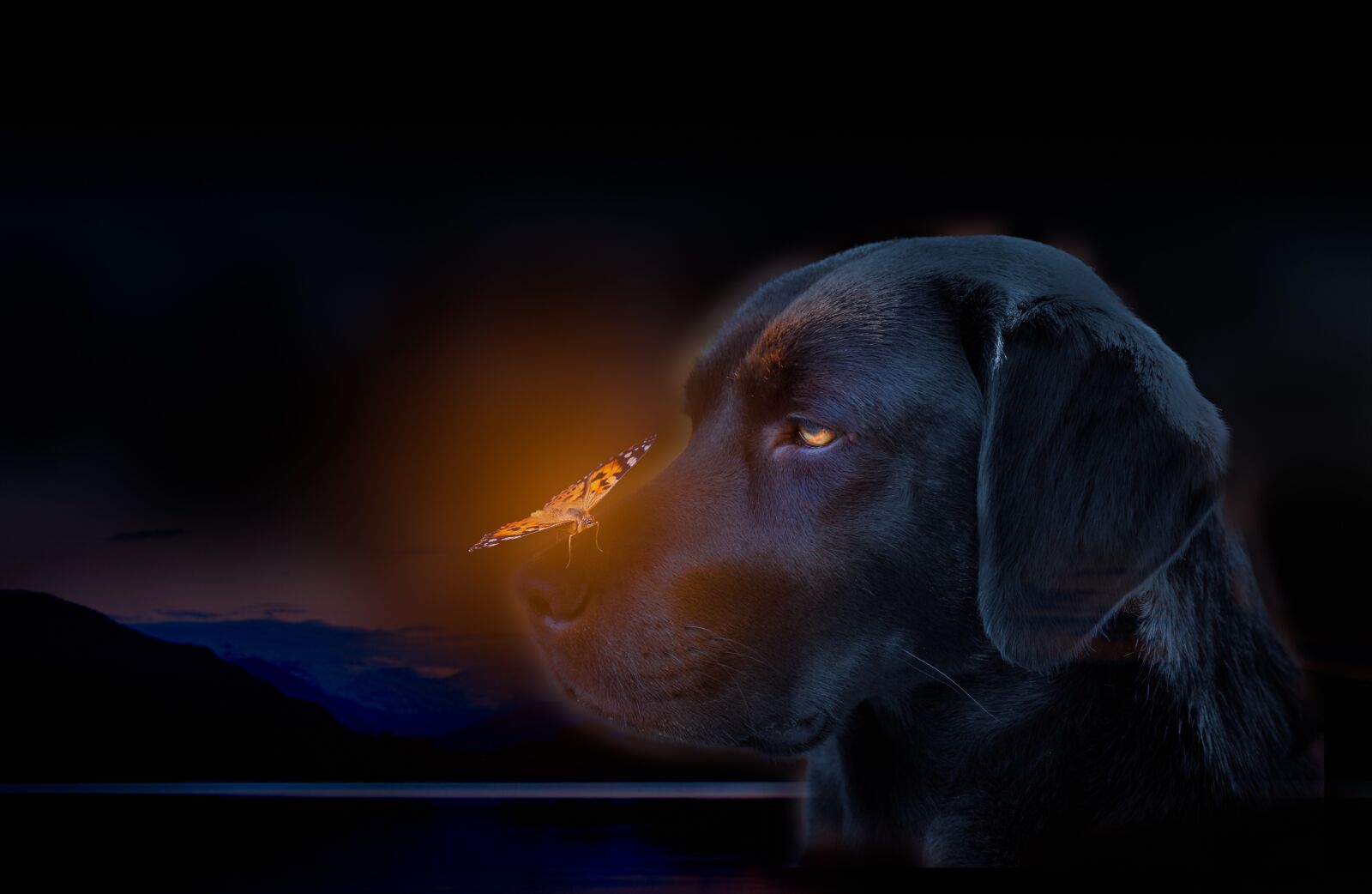 Nikon D500 sample photo. Dog, labrador, butterfly photography
