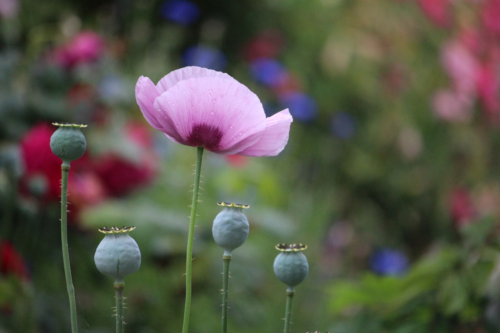 Canon EF-S 55-250mm F4-5.6 IS STM sample photo. Poppy, pink, flower photography