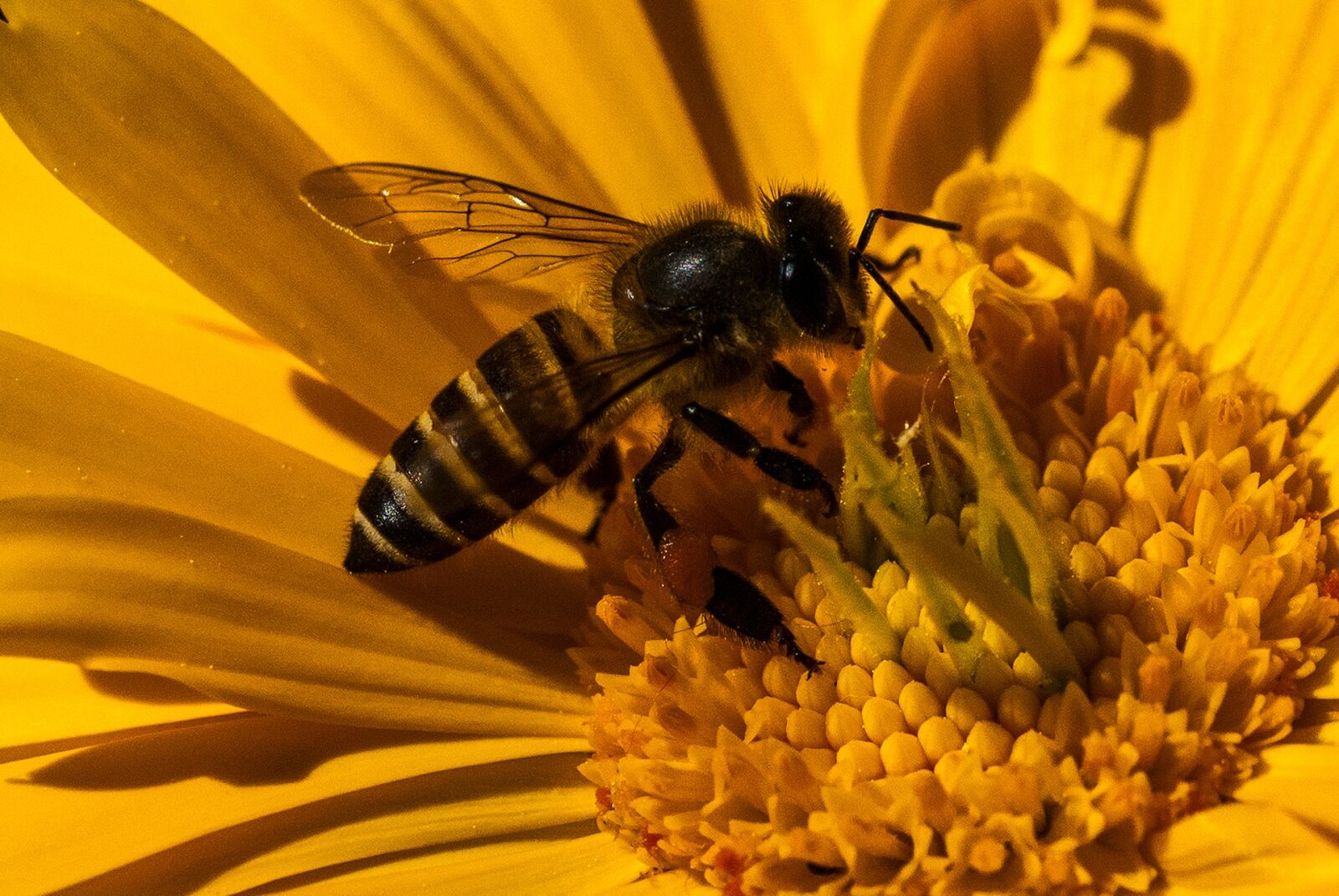 Nikon D80 sample photo. Insects, bees, close-up photography