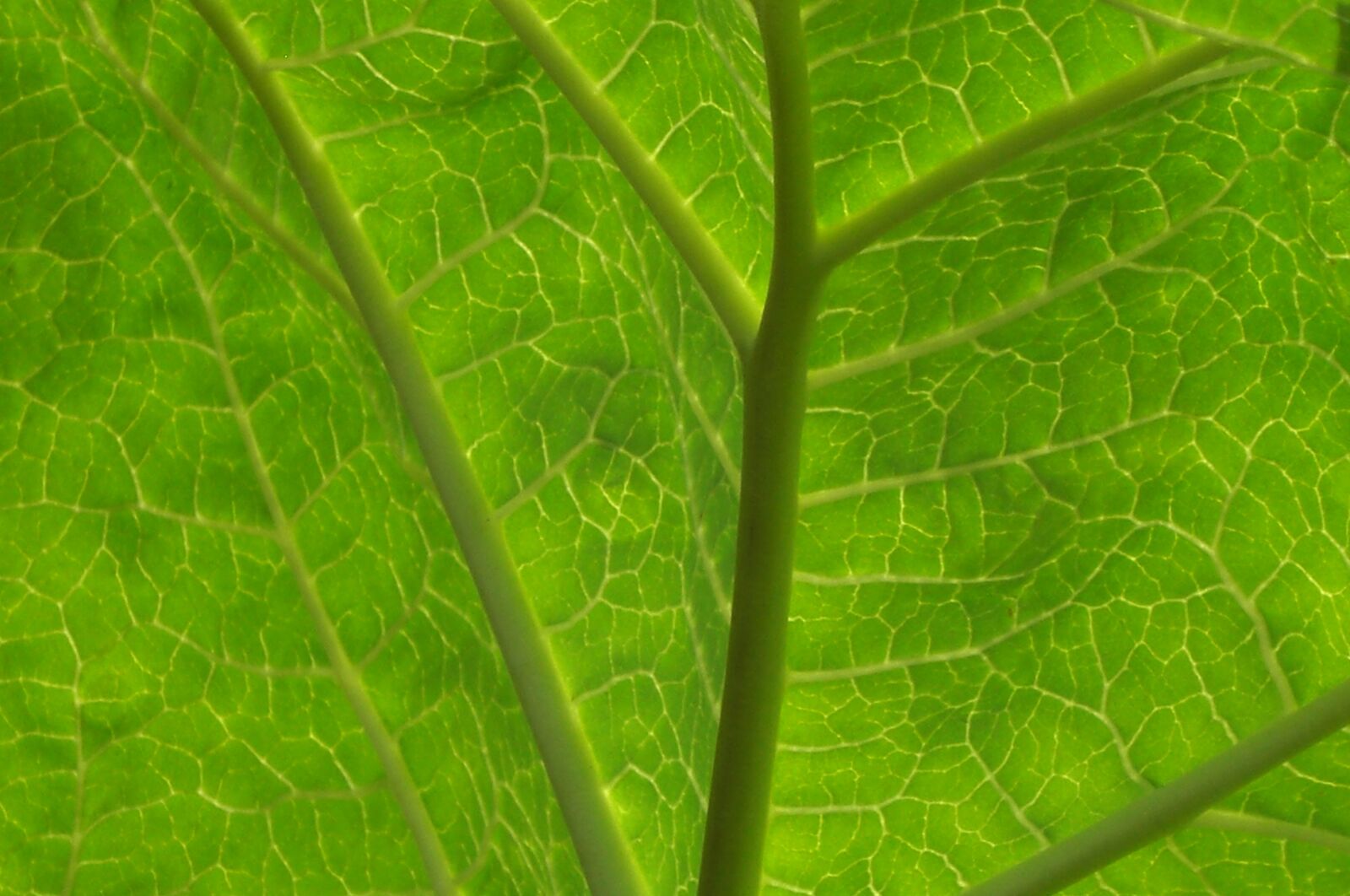 CASIO EX-Z1200 sample photo. Leaf, green, transparent photography