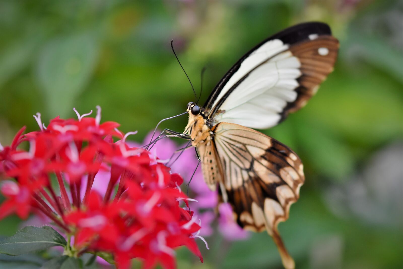 Nikon D7200 sample photo. Butterfly, tropical butterfly, exotic photography