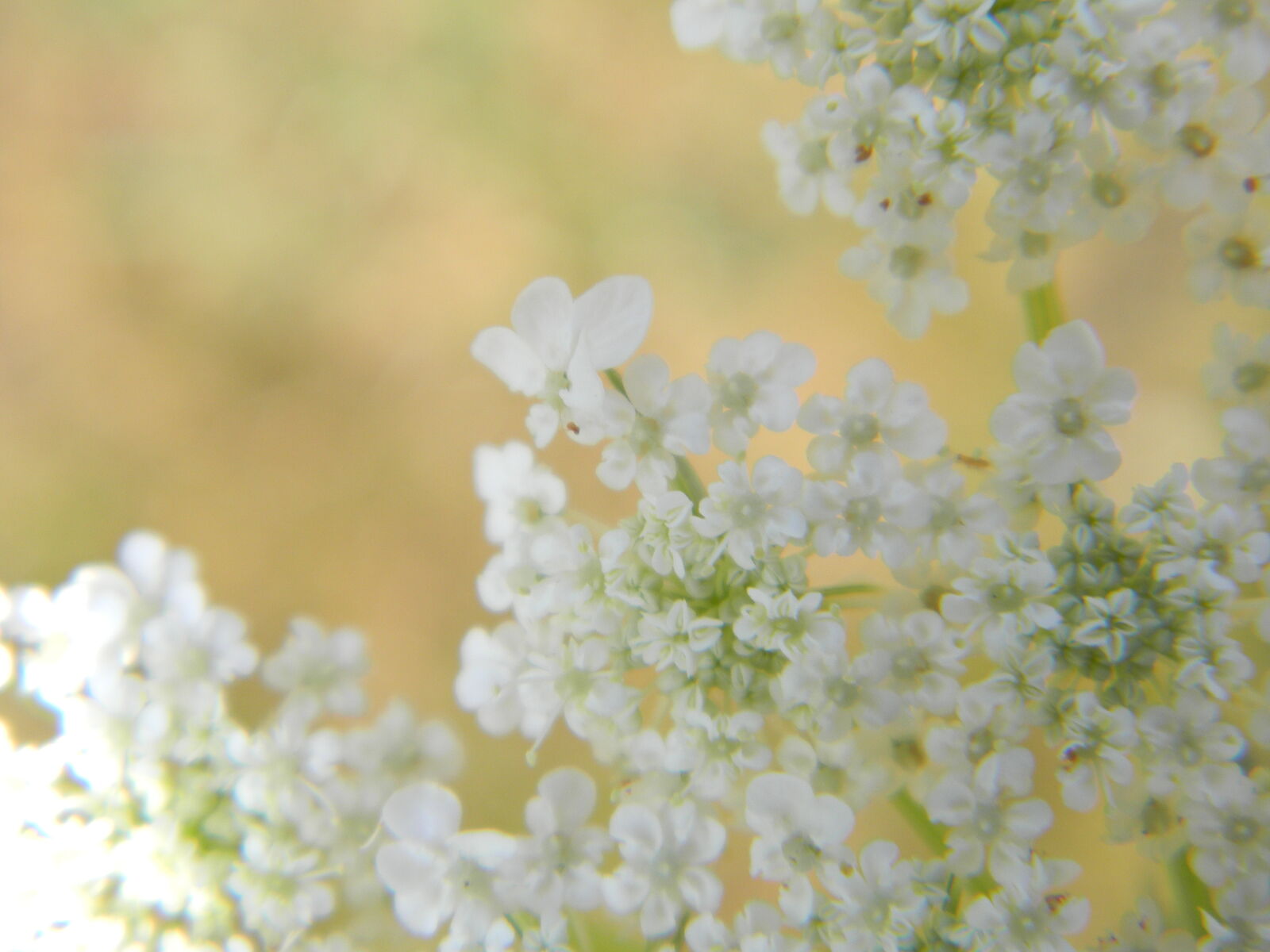 Nikon Coolpix L110 sample photo. Flower, white photography
