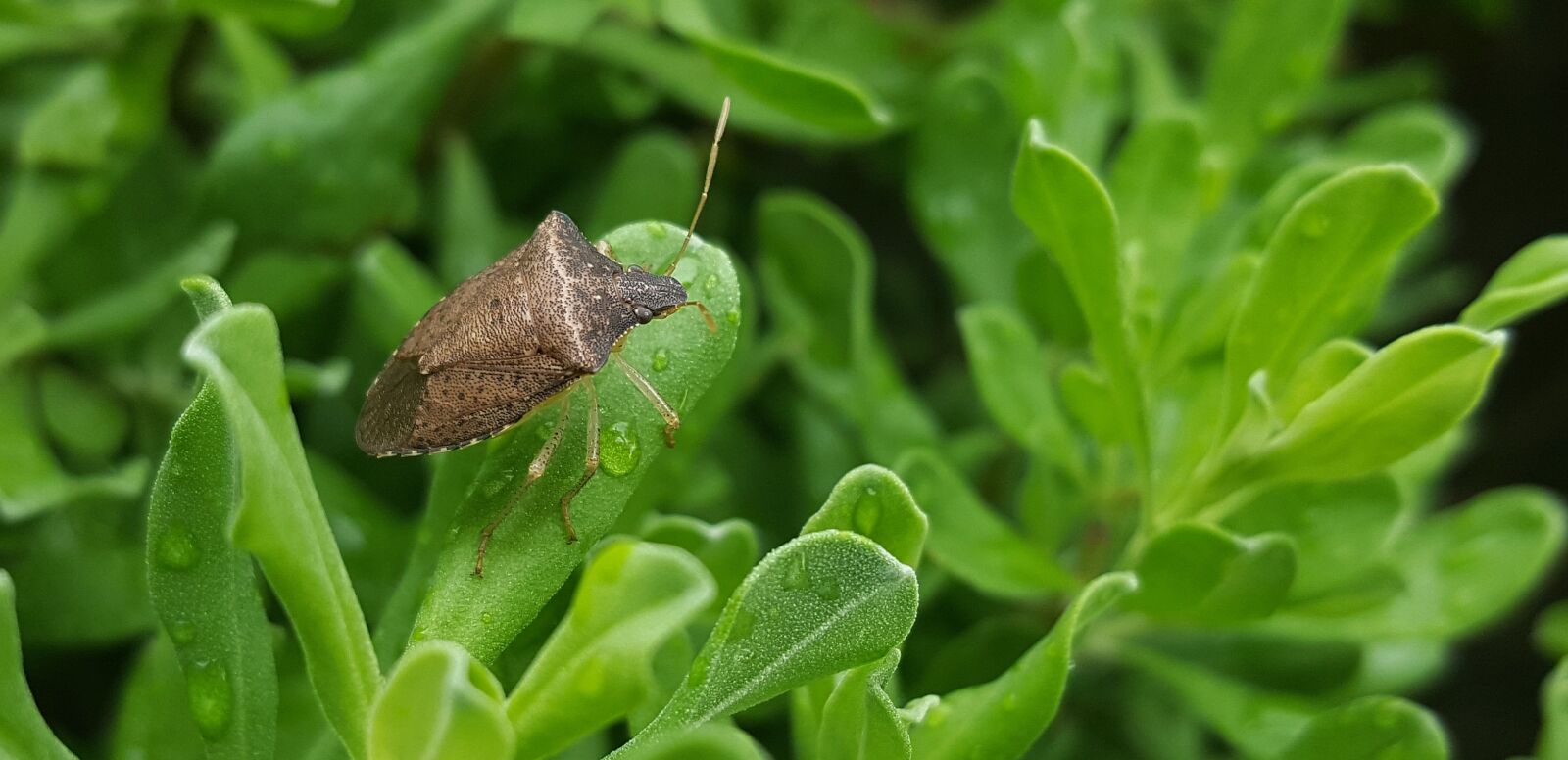 Samsung Galaxy Note5 sample photo. Bug, stink bug, brown photography
