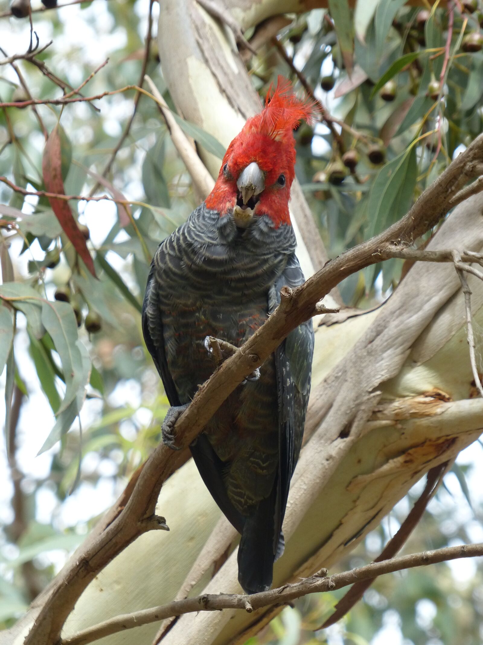 Panasonic Lumix DMC-FZ200 sample photo. Gang gang cockatoo, cockatoo photography