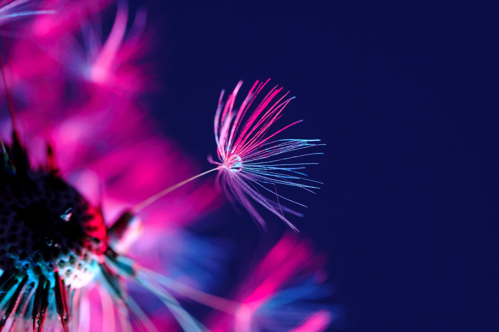 Fujifilm X-T2 + Fujifilm XF 80mm F2.8 R LM OIS WR Macro sample photo. Dandelion, seeds, drops of photography