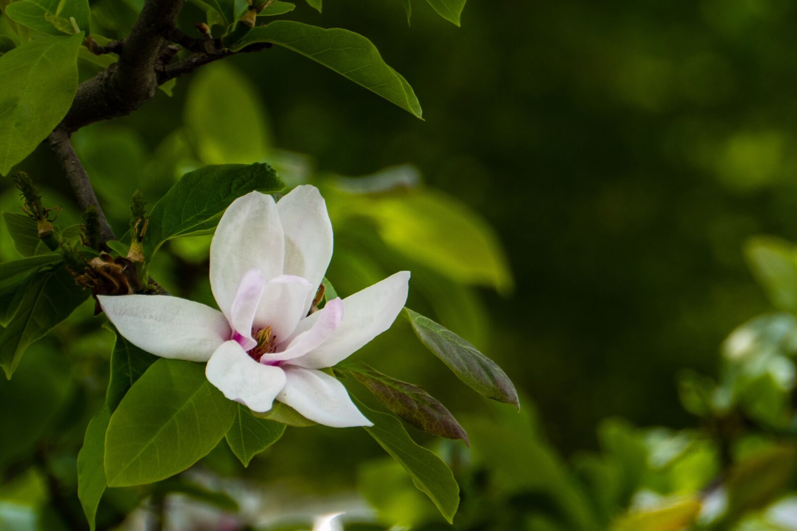 Panasonic Lumix G Vario HD 14-140mm F4-5.8 OIS sample photo. Magnolia, flower, garden photography