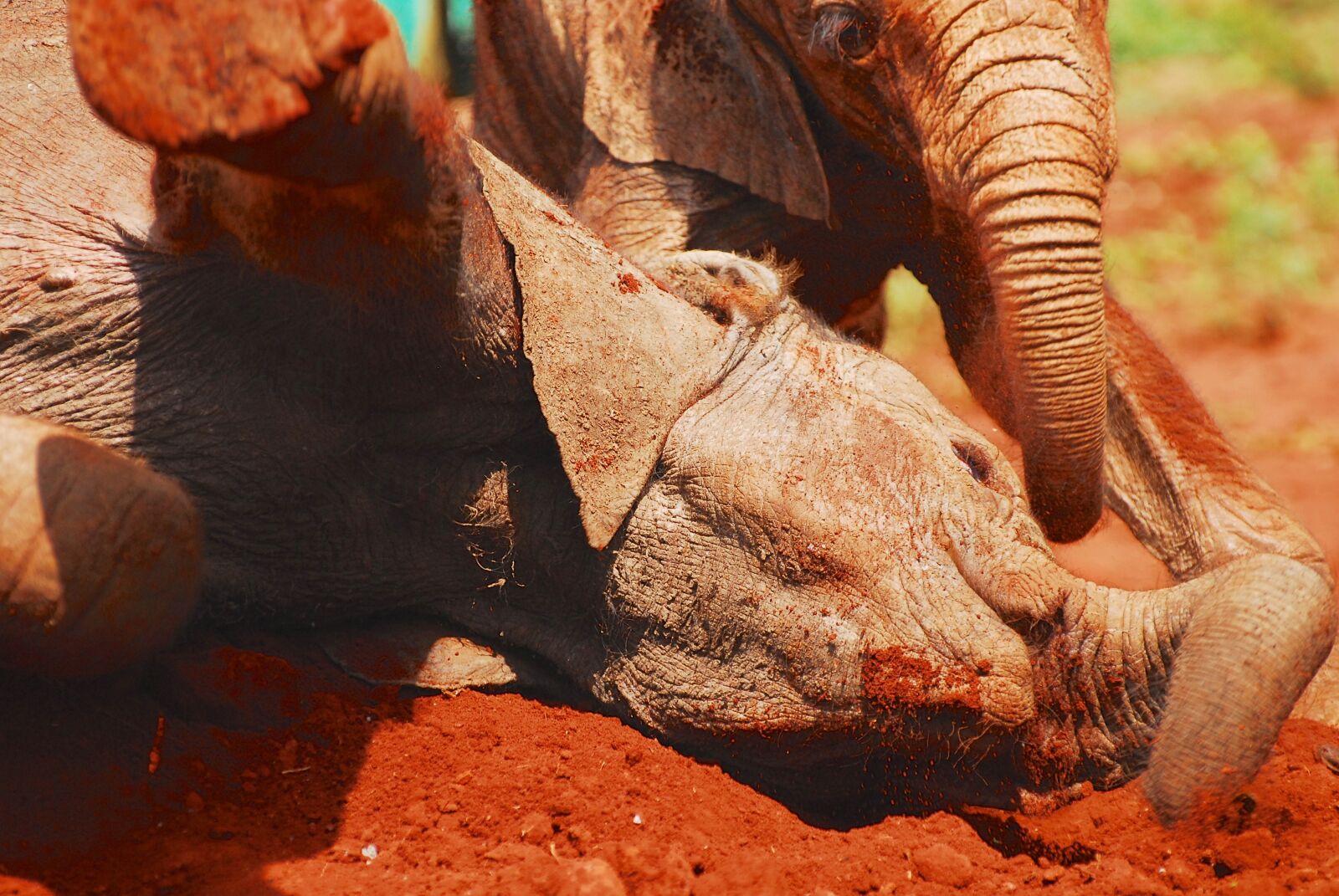 Nikon D200 sample photo. Elephants, dust bath, nairobi photography