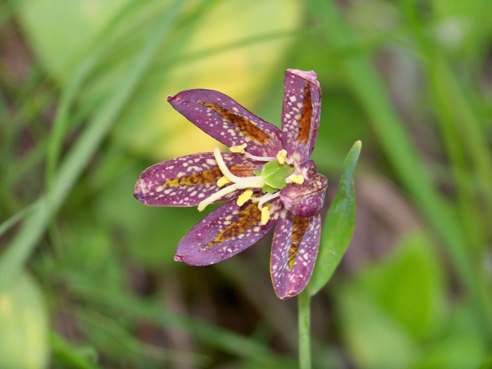 Kodak EASYSHARE Z1012 IS DIGITAL CAMERA sample photo. Chocolate flower, nature, flower photography
