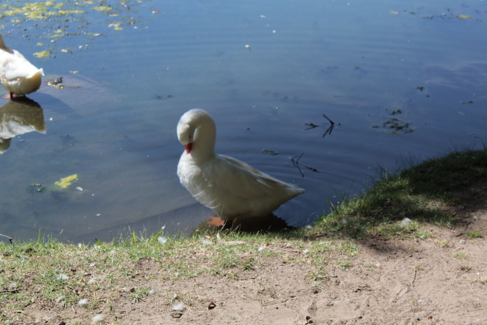 Canon EOS 1300D (EOS Rebel T6 / EOS Kiss X80) sample photo. Duck, nature, wildlife photography