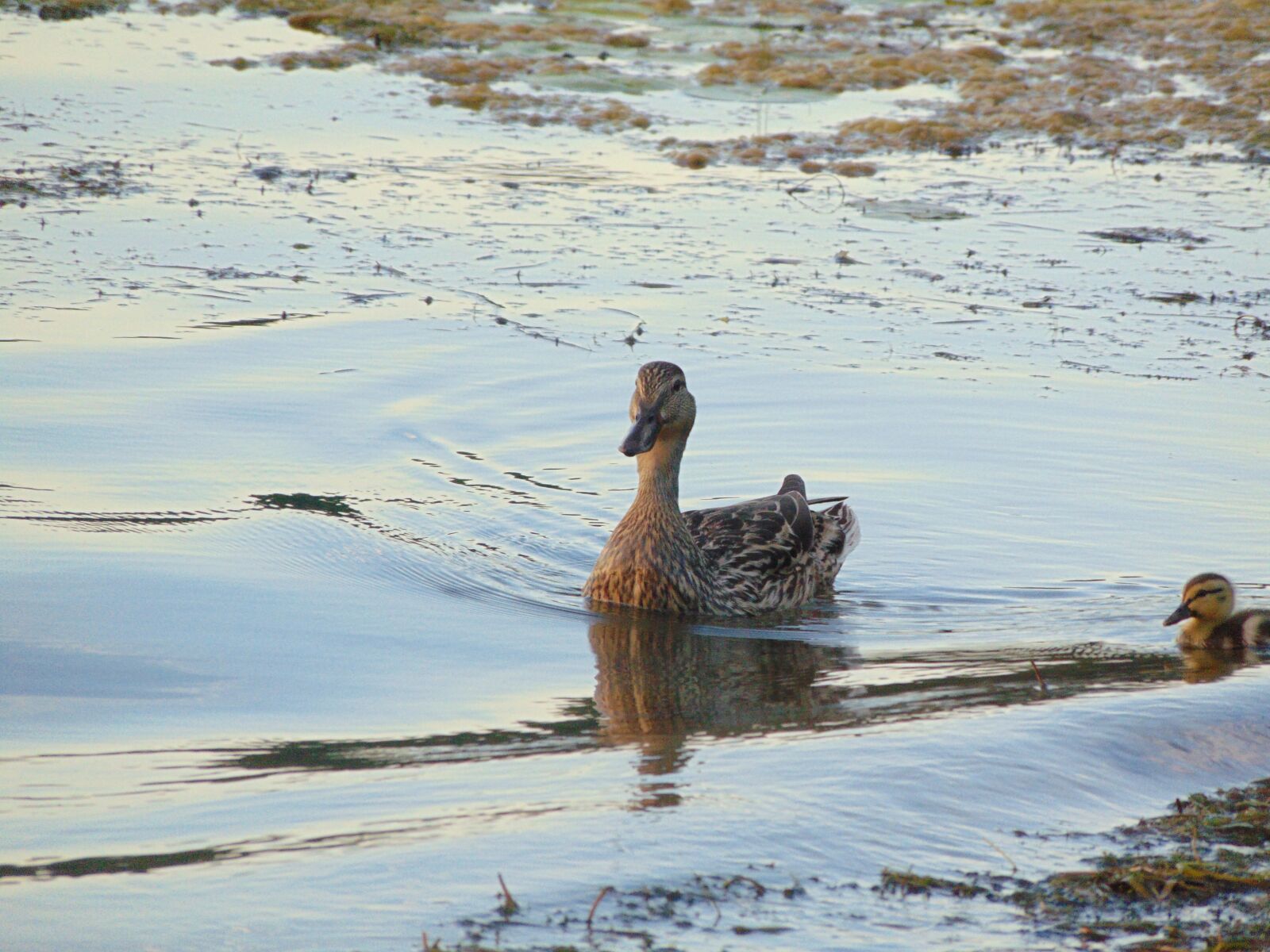 Sony Cyber-shot DSC-H300 sample photo. Nature, animal, ducks photography