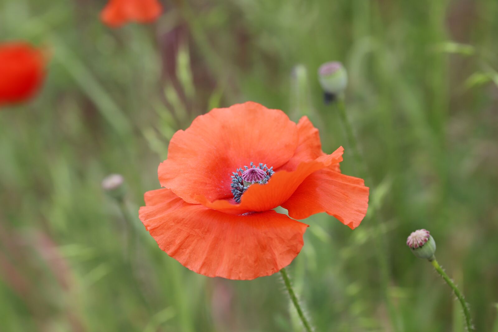 Canon EOS 6D Mark II sample photo. Rose, petal, flowers photography
