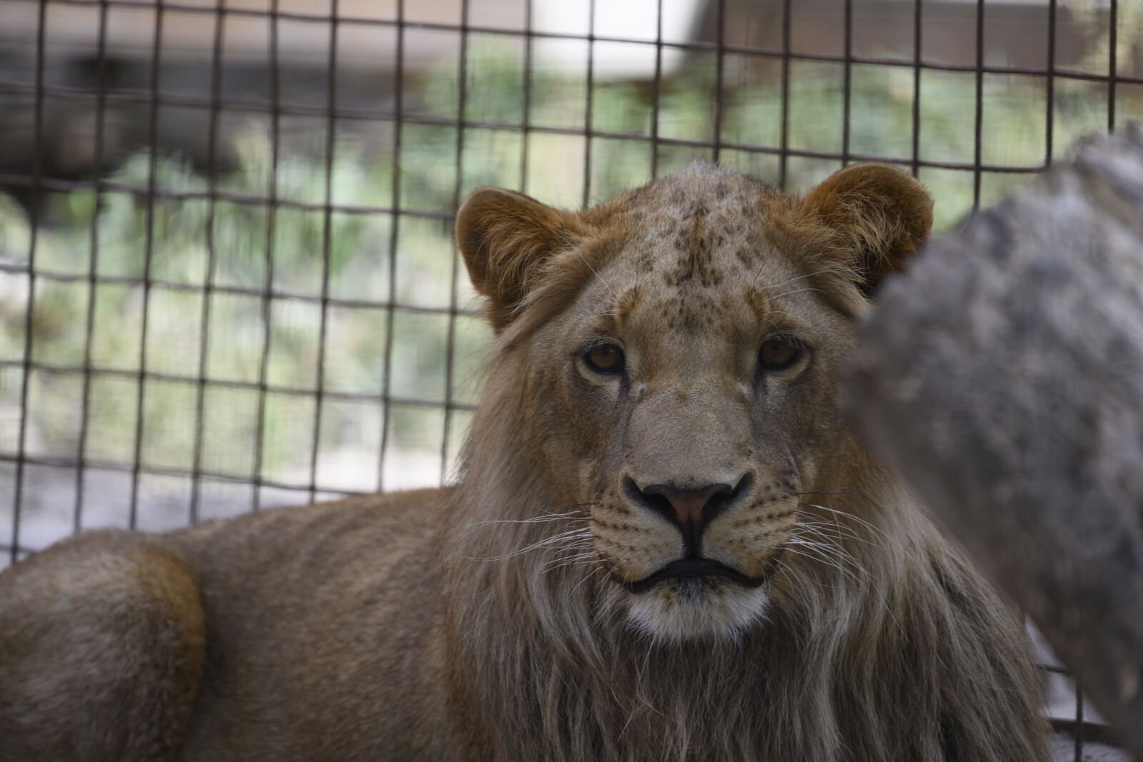 Nikon Z7 sample photo. Lion, felida big cats photography