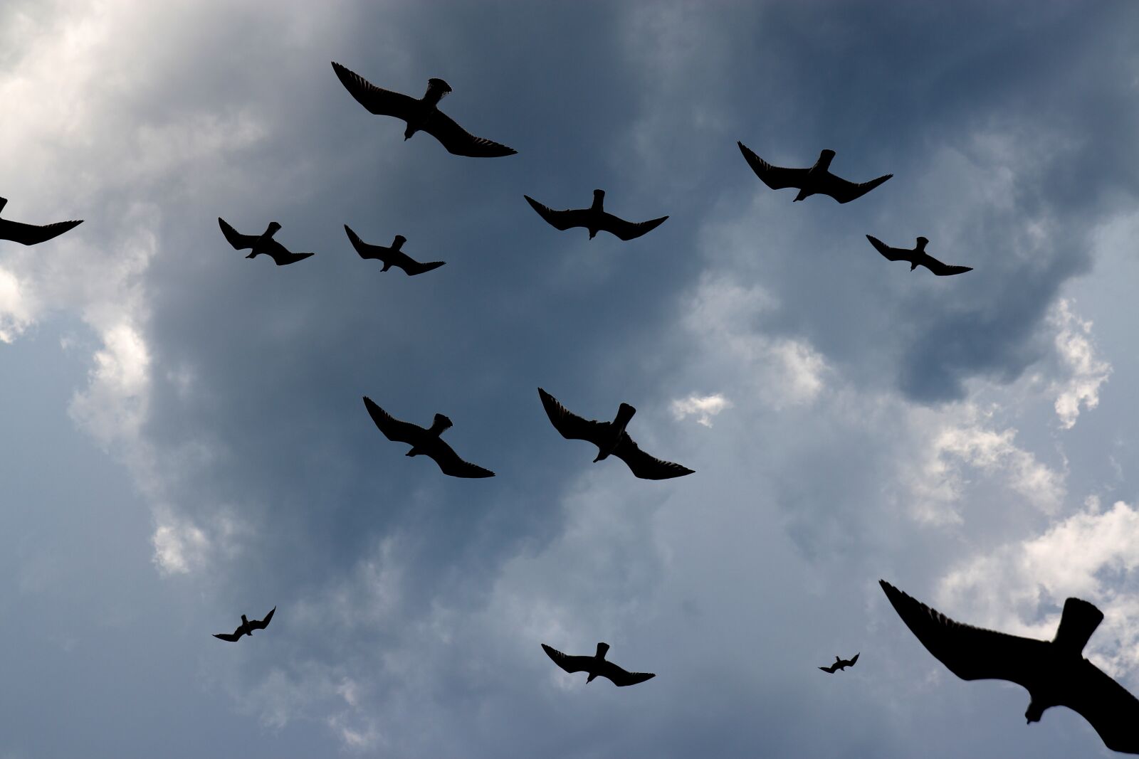 Canon EOS 700D (EOS Rebel T5i / EOS Kiss X7i) sample photo. Seagulls, flight, birds photography
