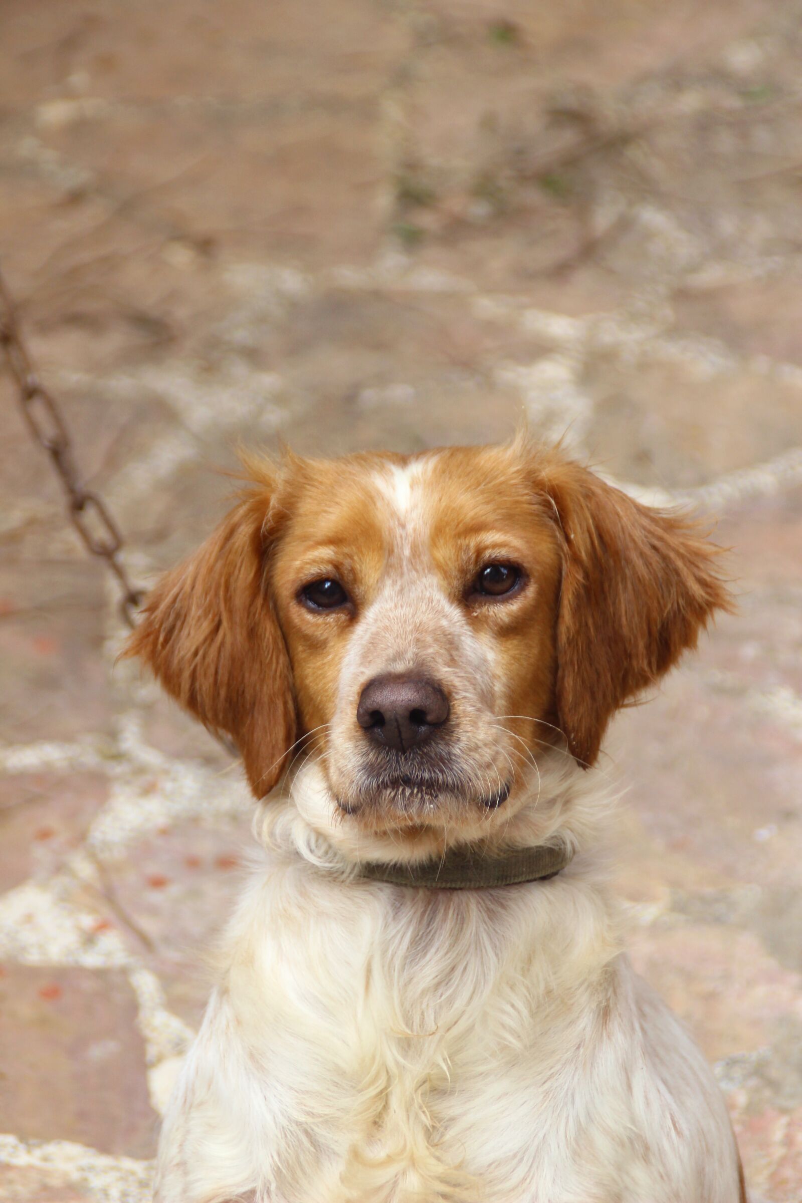 Canon EOS 600D (Rebel EOS T3i / EOS Kiss X5) sample photo. Dog, animal, canine photography