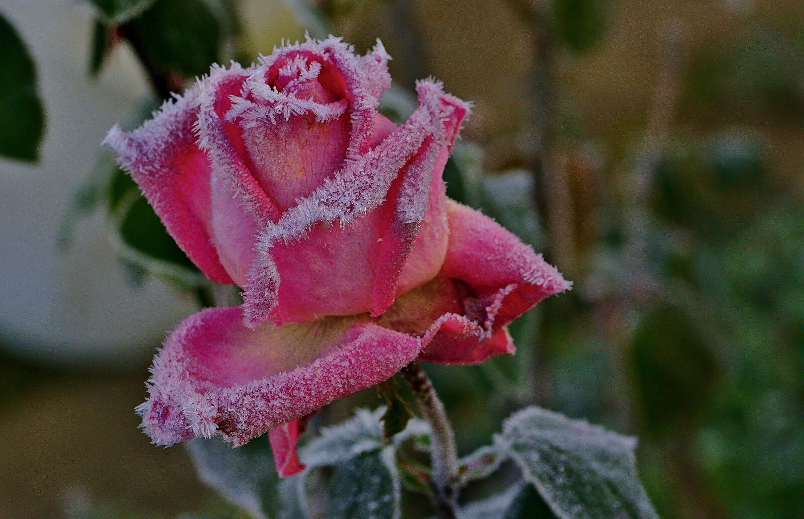Nikon D5200 sample photo. Nature, hoarfrost, rose photography