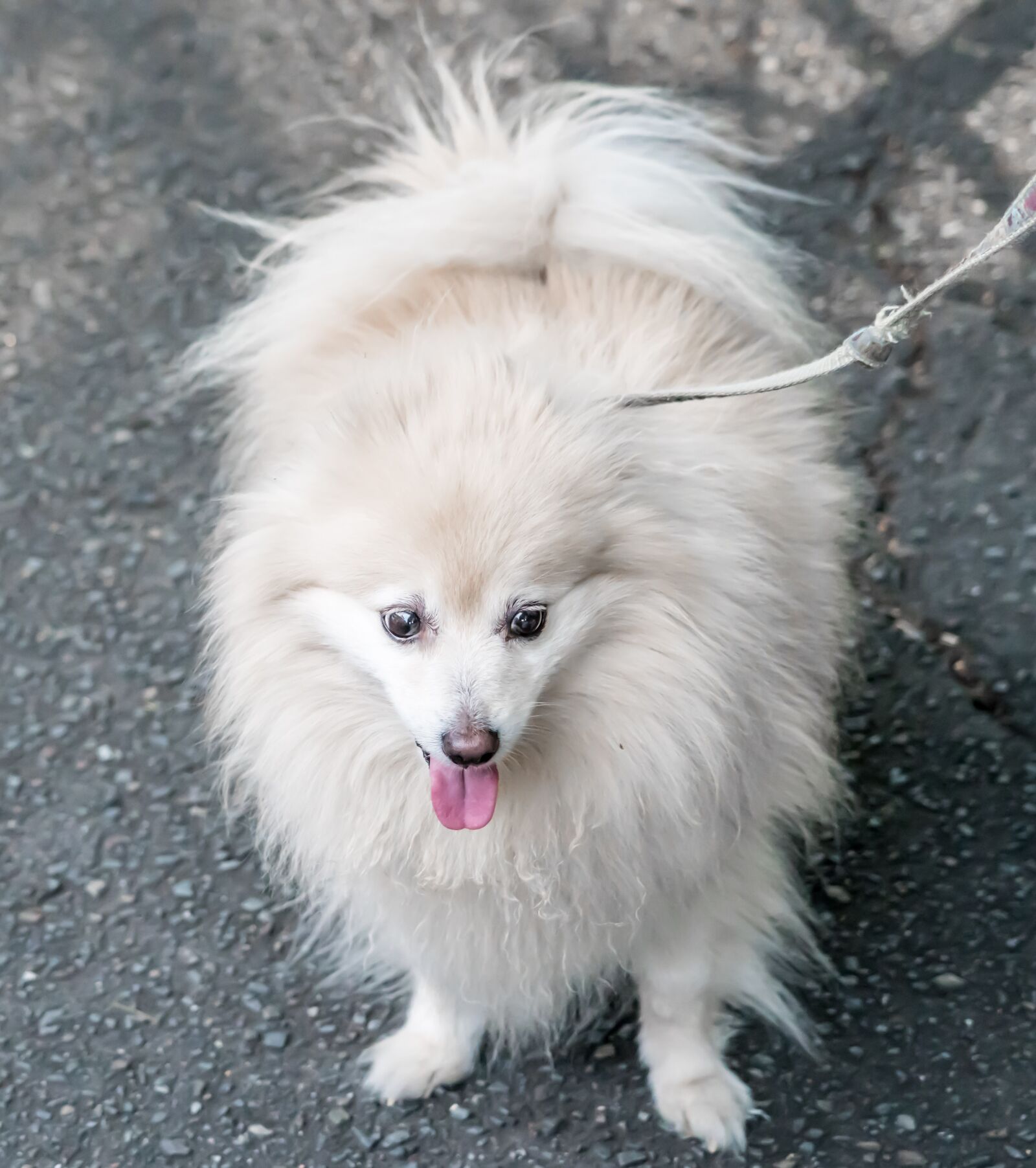 Sony a7R II + Sony FE 24-240mm F3.5-6.3 OSS sample photo. Dog, pomeranian, white photography