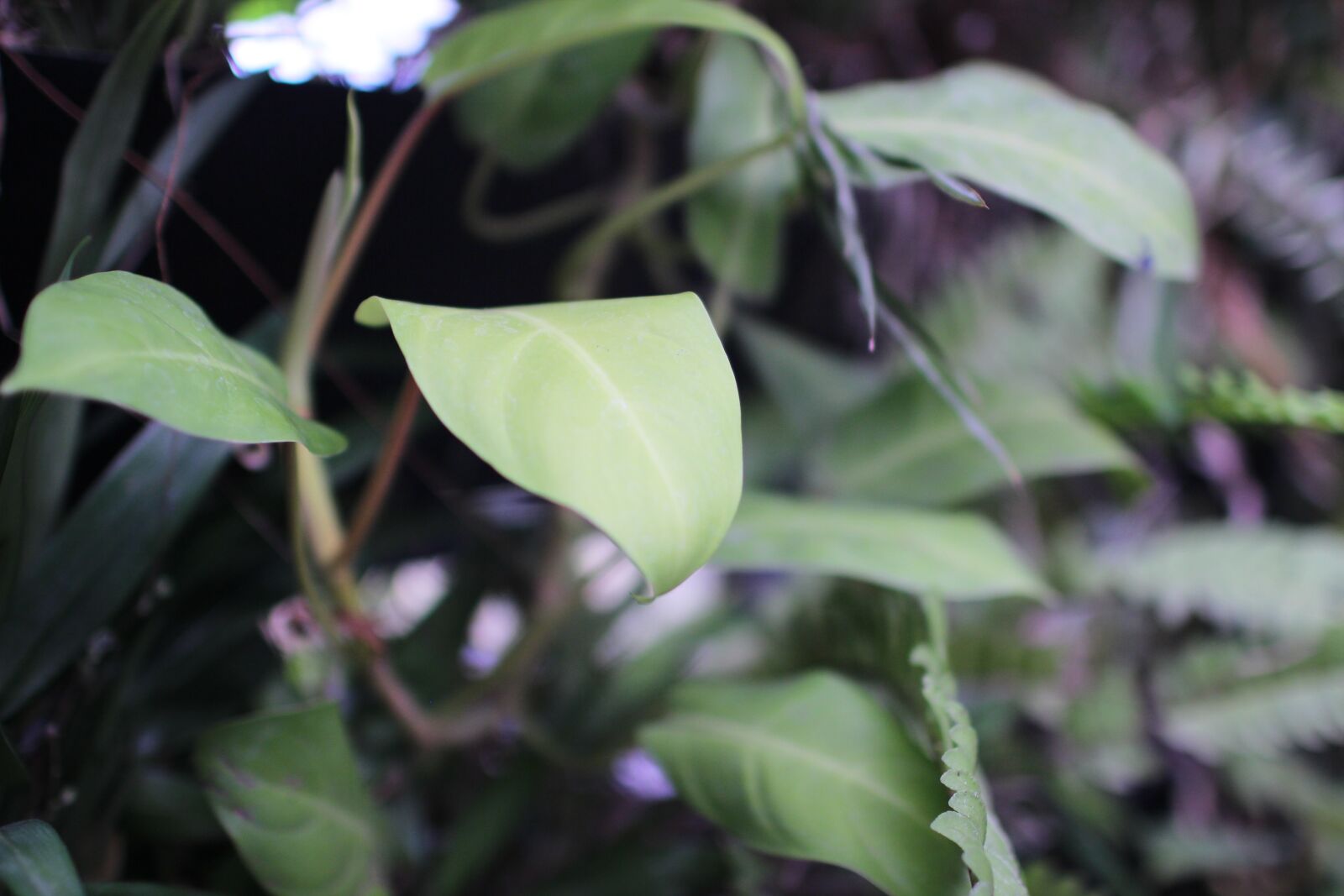 Canon EOS 600D (Rebel EOS T3i / EOS Kiss X5) + Canon EF 35mm F1.4L USM sample photo. Green, leaf, leaves photography