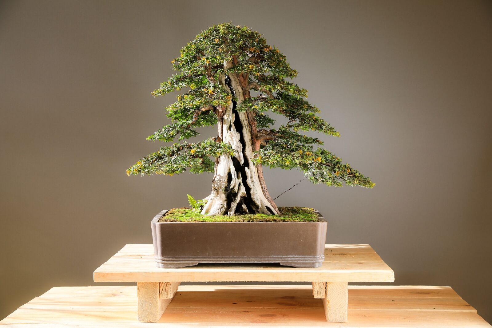 Canon EOS 5D Mark IV sample photo. Bonsai, yew bonsai, yew photography