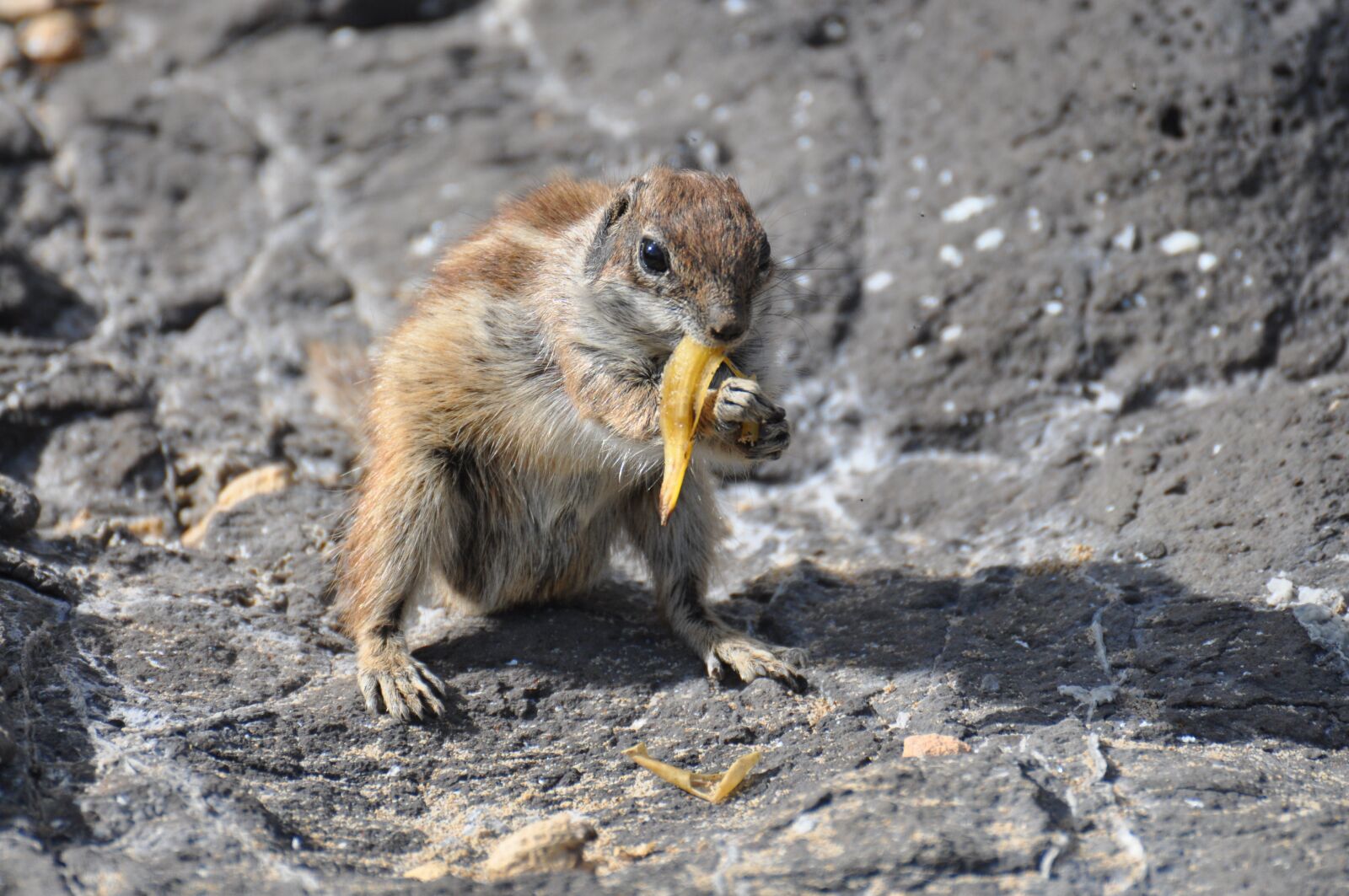 Nikon D90 sample photo. Squirrel, hungry, re photography