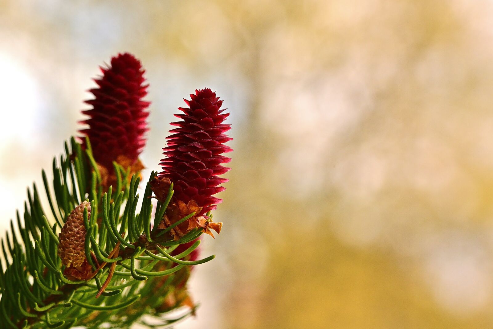 Nikon D5200 sample photo. Nature, conifer, tap photography