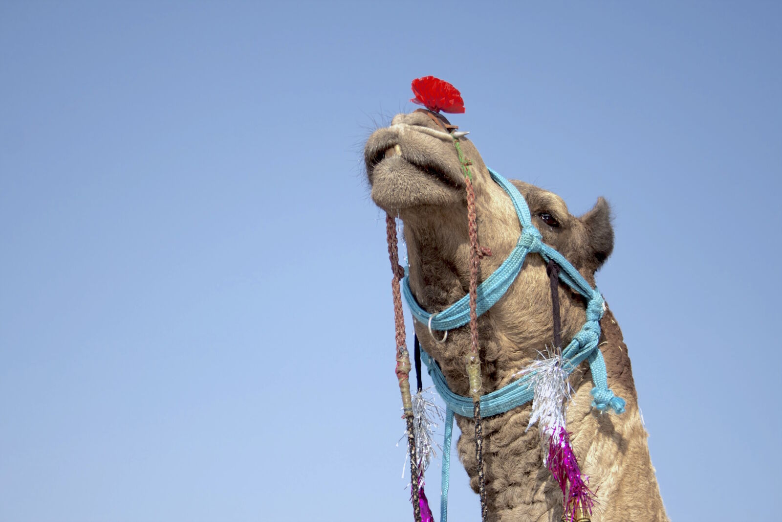 Canon EOS 350D (EOS Digital Rebel XT / EOS Kiss Digital N) sample photo. Accessories, animal, arabian, camel photography