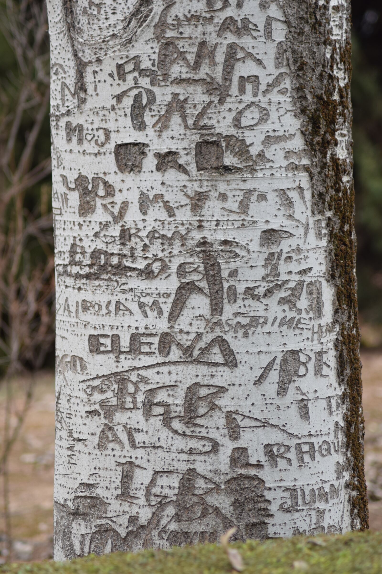 Nikon D3300 sample photo. Tree, name s, bark photography