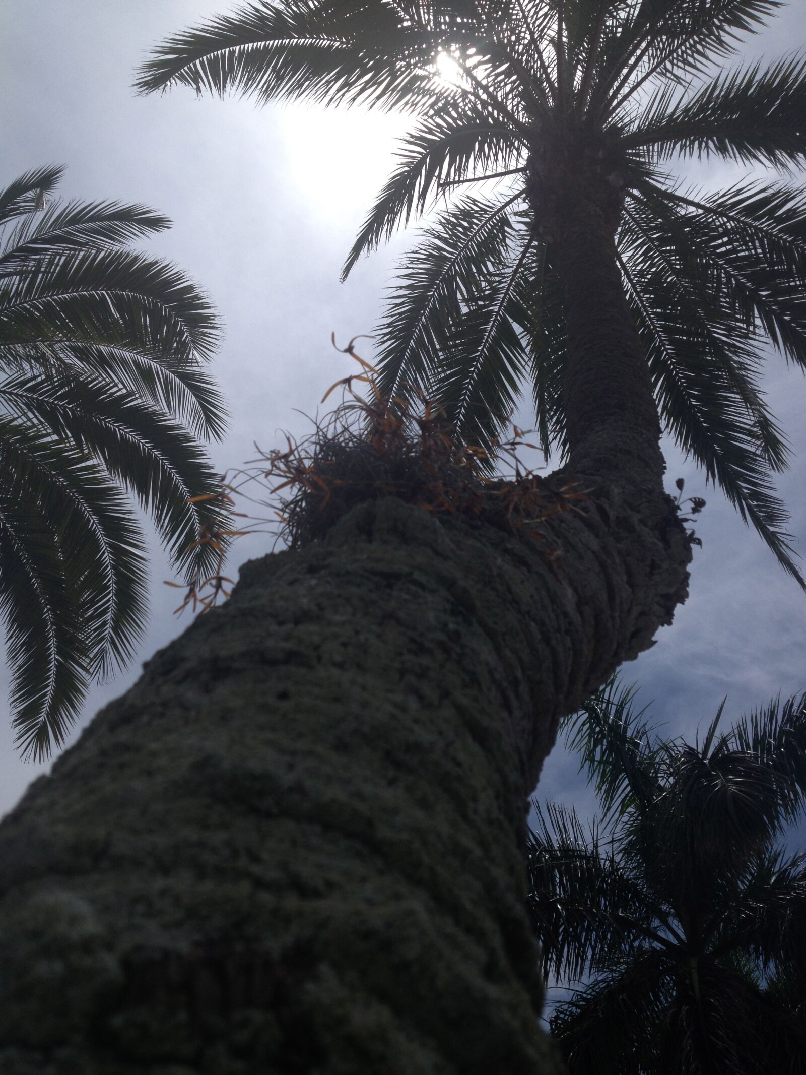 Apple iPhone 4S sample photo. Nature, palm, tree, palm photography