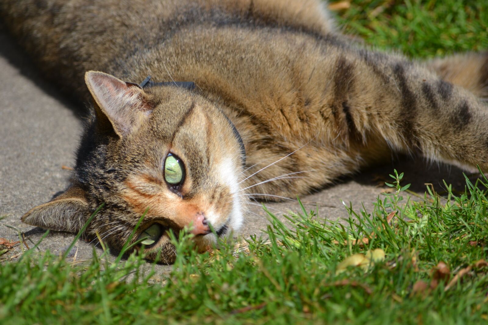 Nikon D3100 sample photo. Cat, grass, in the photography