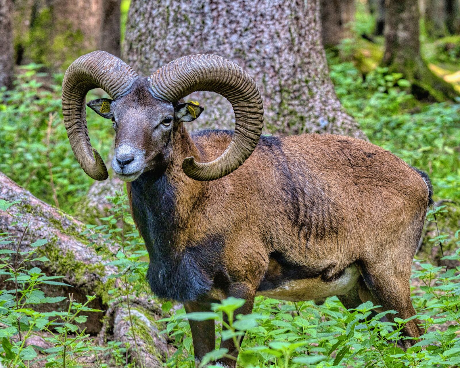 Nikon D7500 sample photo. Mouflon, wild sheep, bock photography