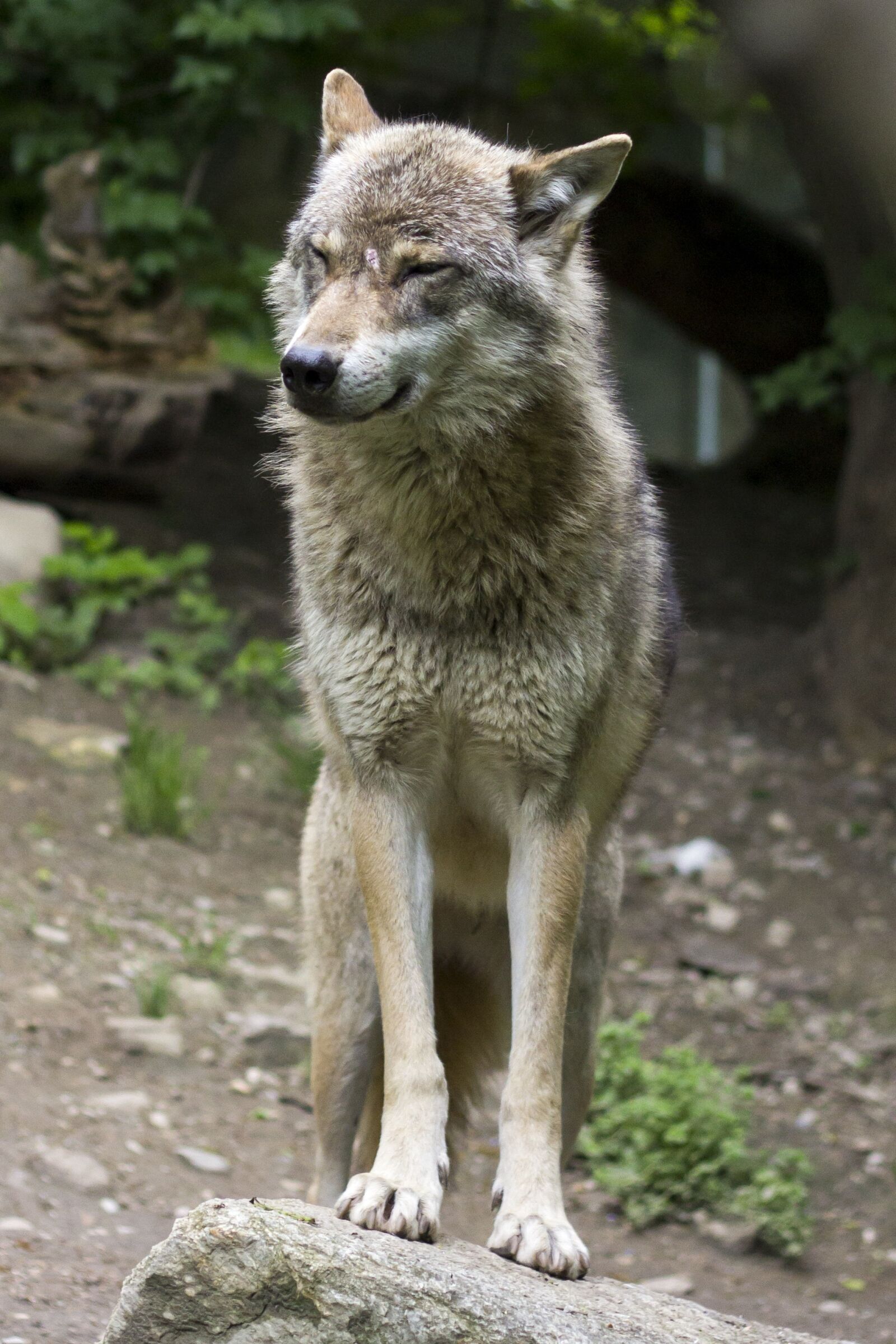 Canon EOS 60D + Canon EF 50mm F1.8 II sample photo. Wolf, canis lupus, european photography