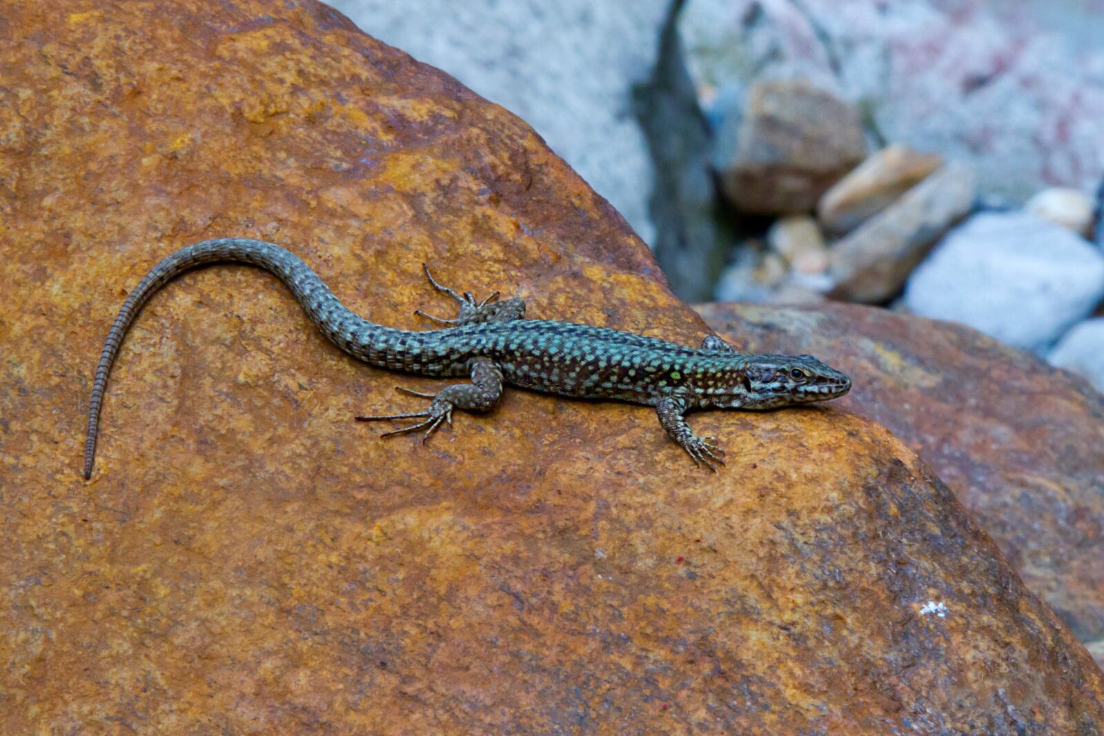 Canon EOS 7D sample photo. Lizard, emerald lizard, verzasca photography