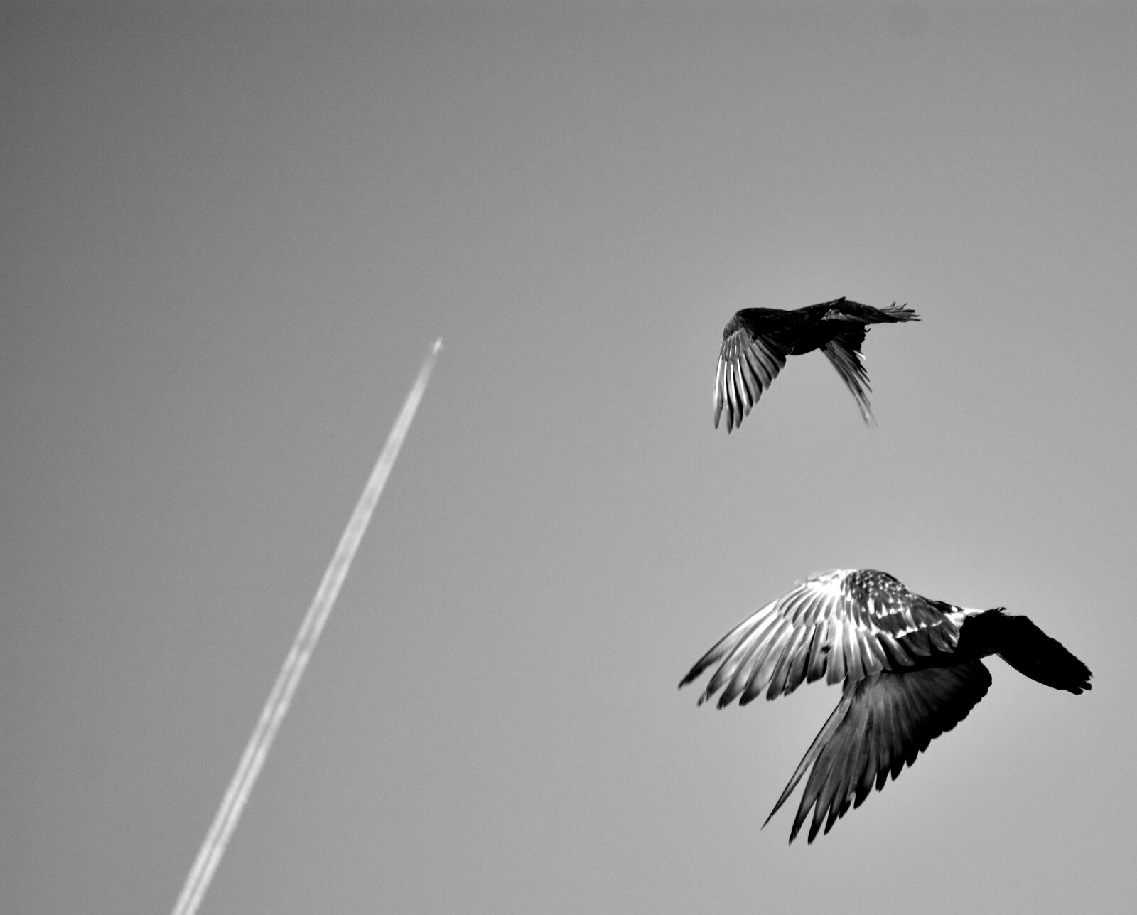 Nikon D5200 sample photo. Bird, flying, in, sky photography