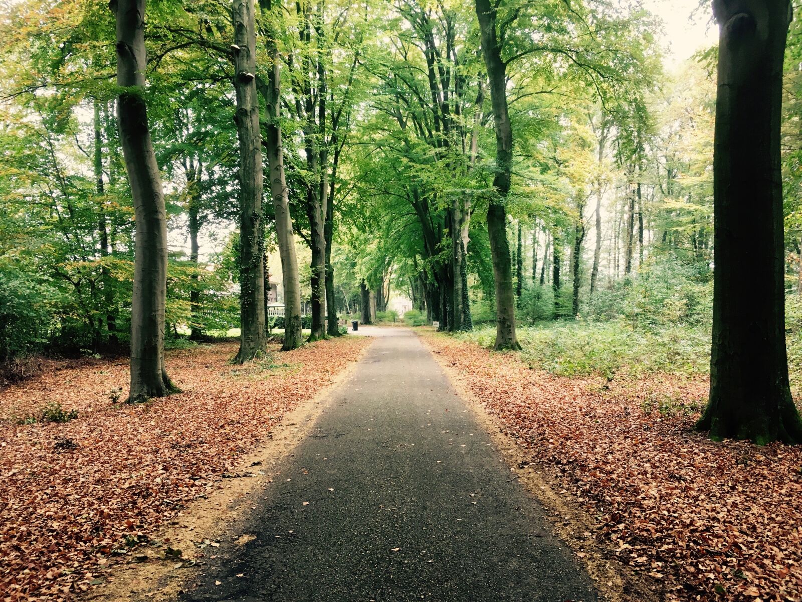 Apple iPhone SE sample photo. Forest, path, autumn photography