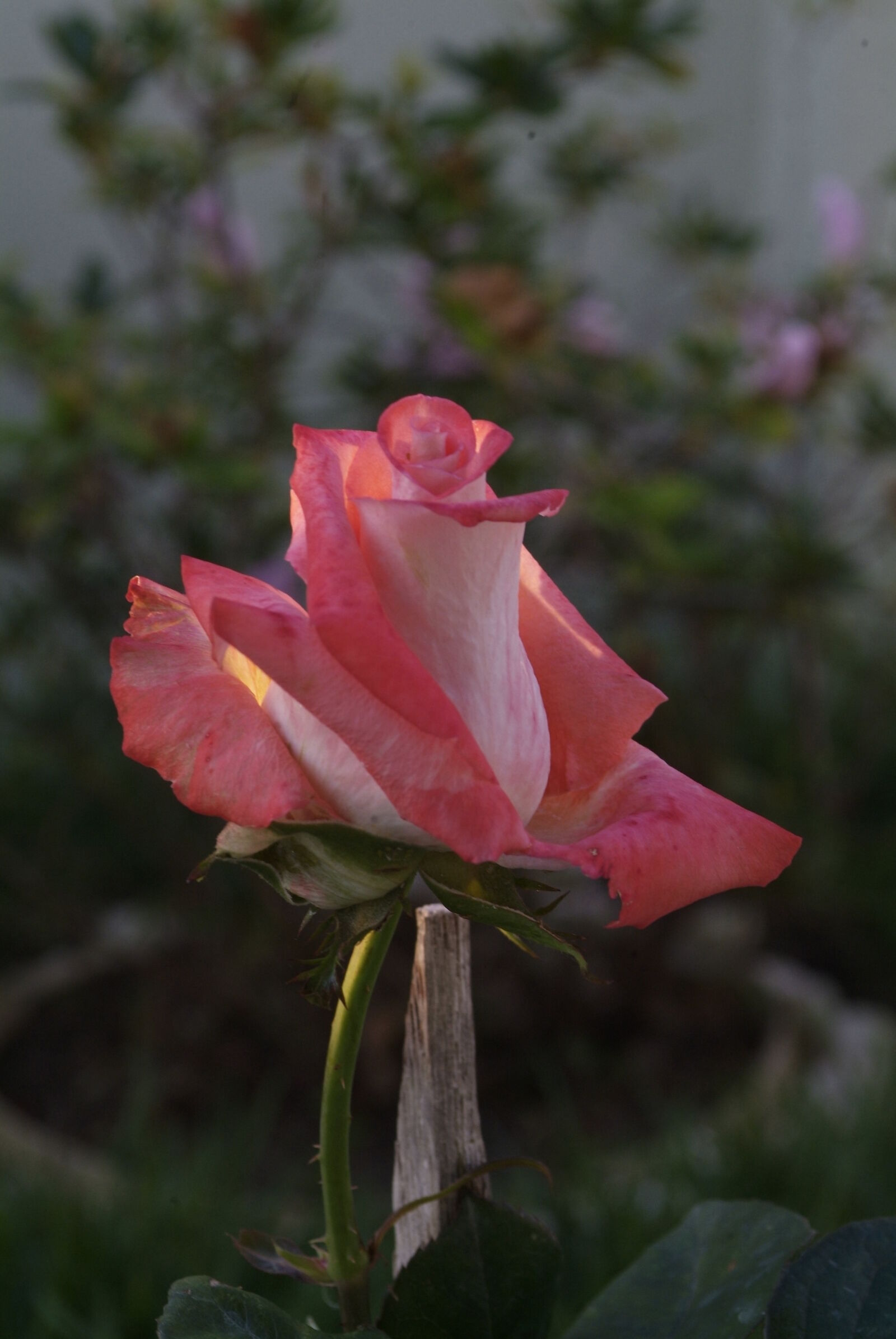 Fujifilm FinePix S3 Pro sample photo. Flower, rose photography