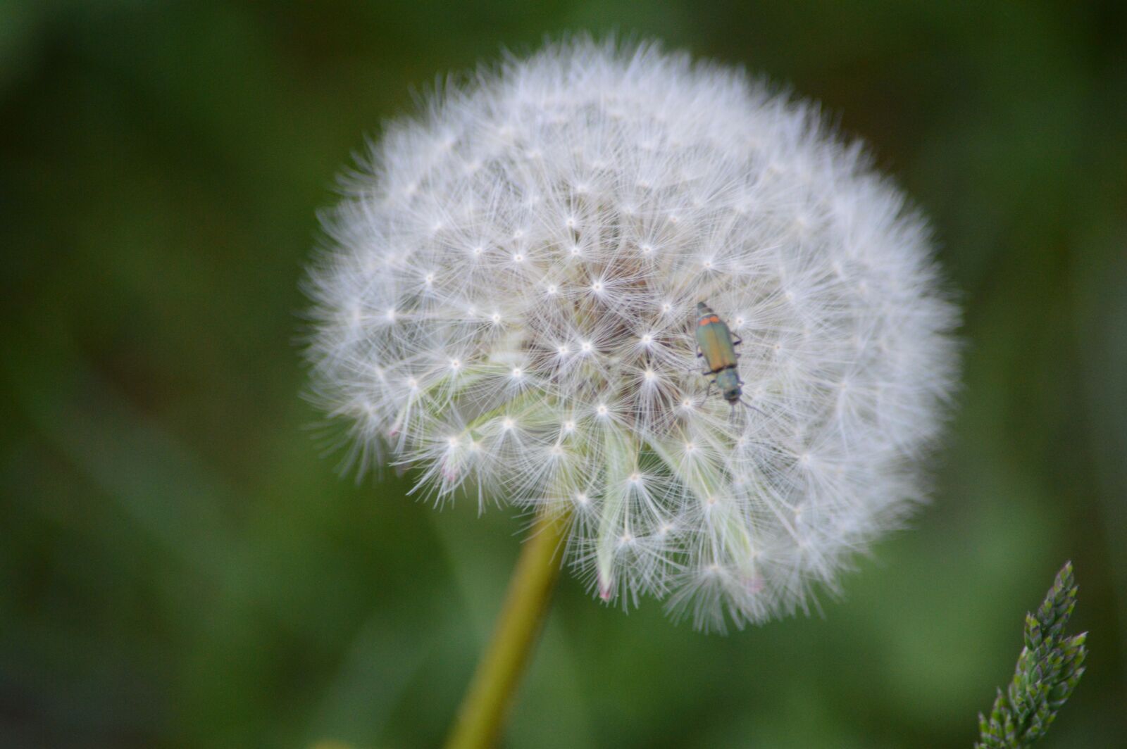 Nikon D3200 sample photo. Dandelion, seeds, close up photography