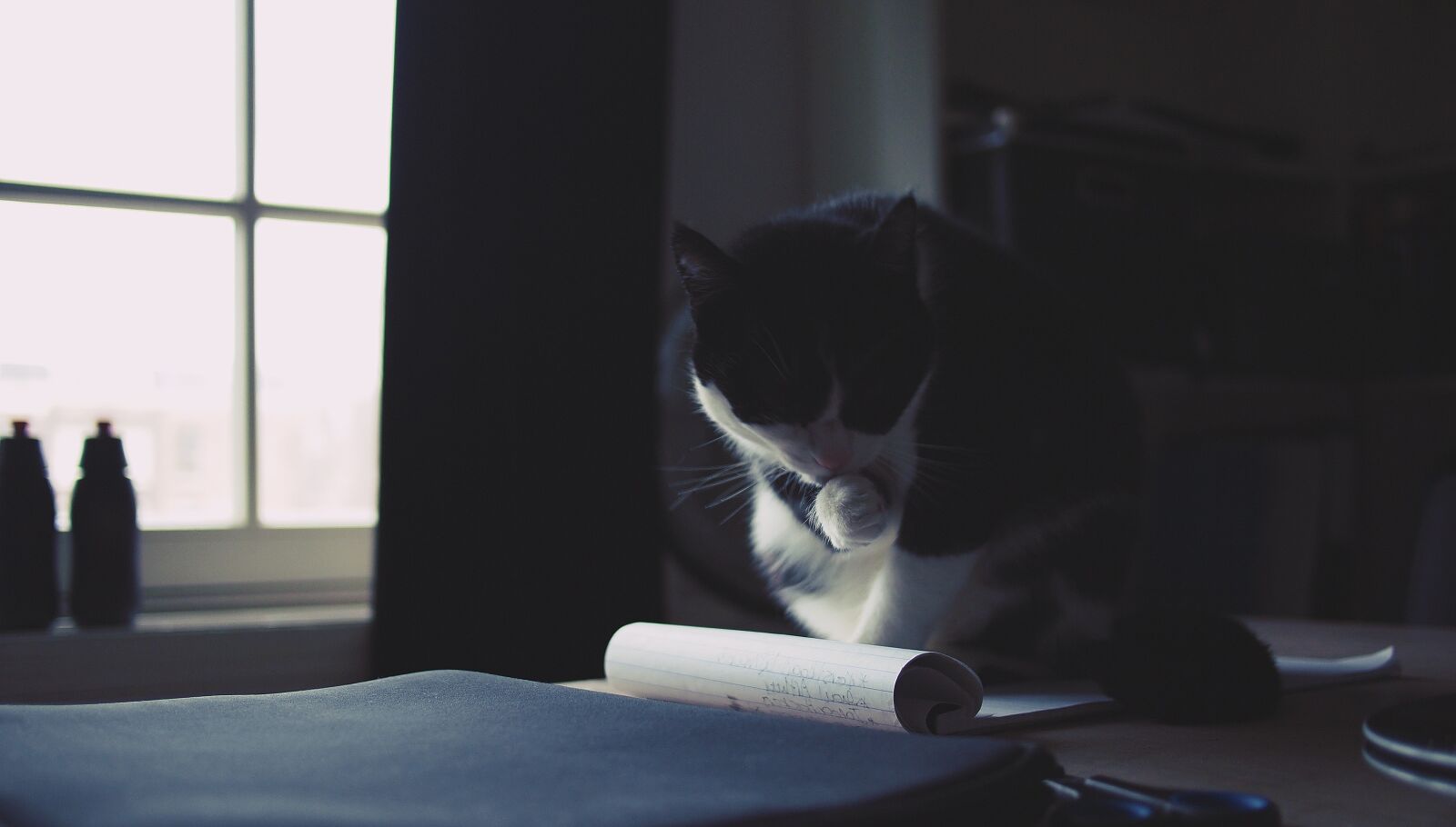 Olympus PEN E-PL1 sample photo. Cat, kitten, pet photography