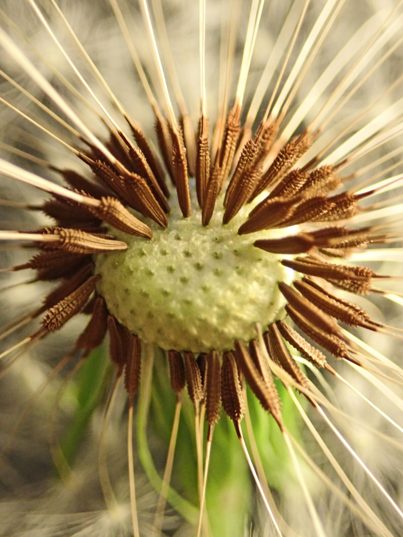 Olympus TG-5 sample photo. Flower, seeds, dandelion photography