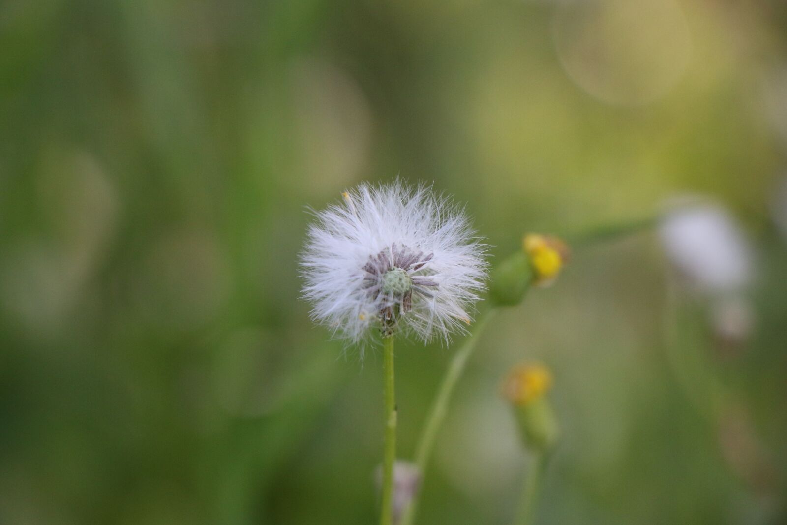 Canon EOS 7D Mark II sample photo. Nature, flora, summer photography