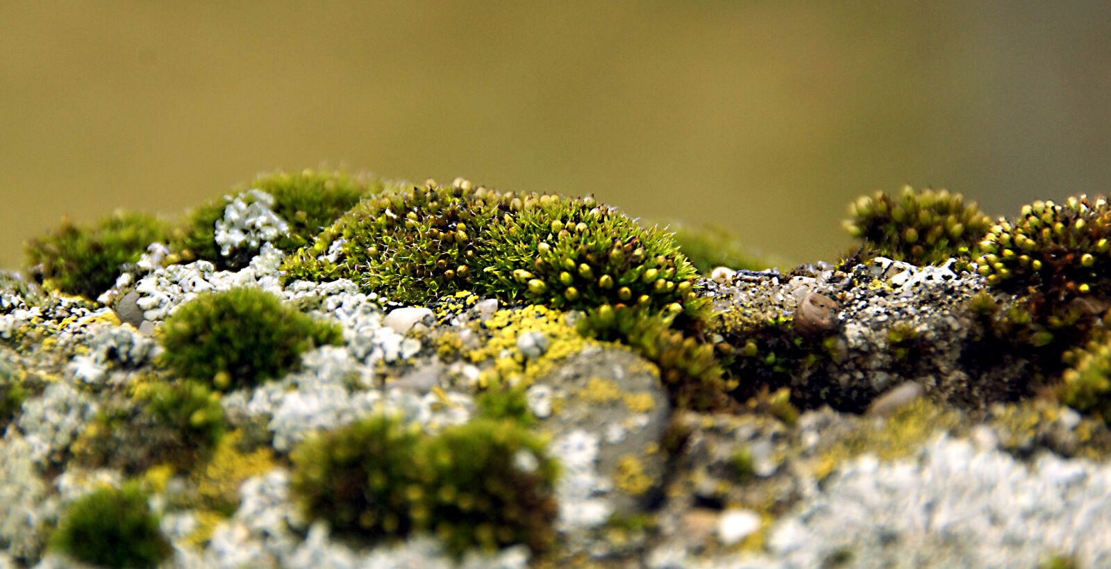 Sony SLT-A65 (SLT-A65V) sample photo. Lichens, macro, mosses, plants photography